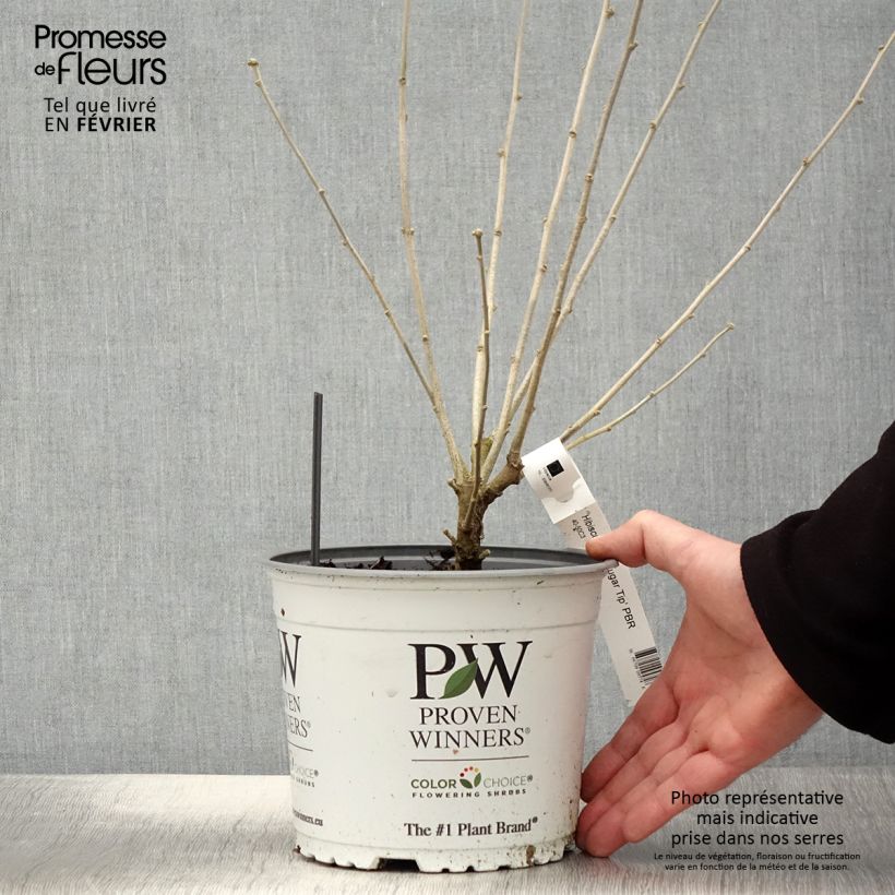 Spécimen de Hibiscus syriacus Sugar Tip - Althéa double rose tendre  Pot de 3L/4L tel que livré en hiver