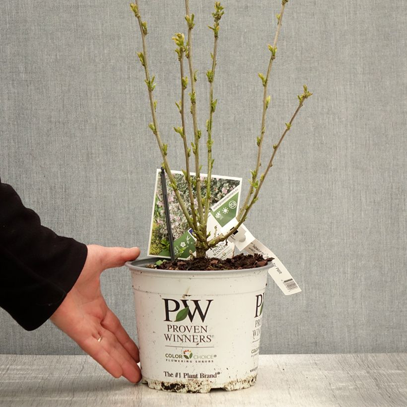 Altea Sugar Tip - Hibiscus syriacus Maceta 3L/4L Ejemplar entregado en la primavera