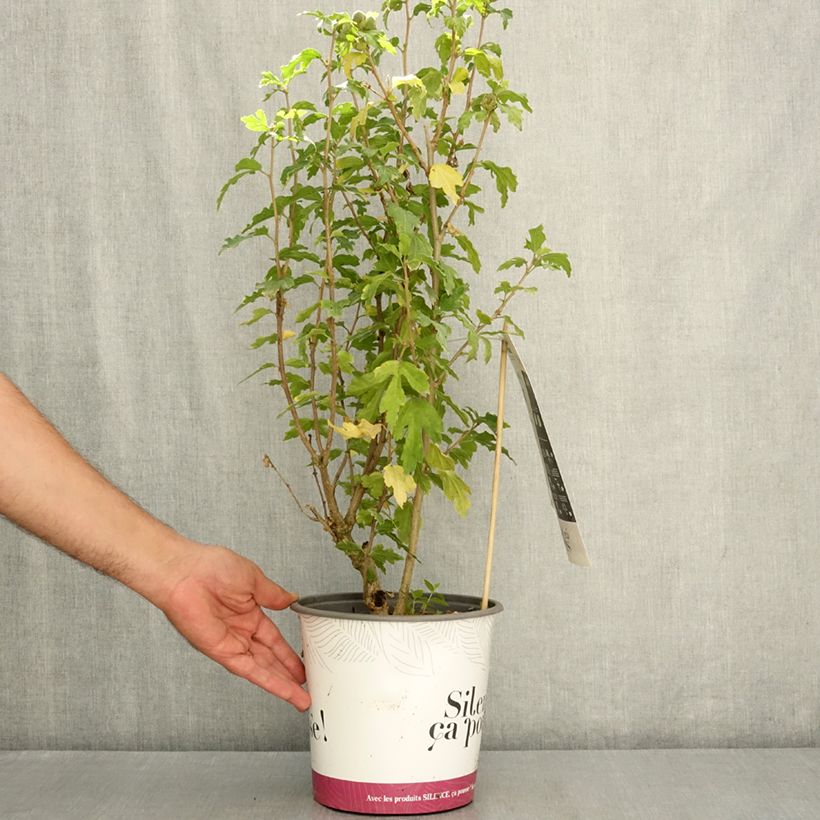 Spécimen de Hibiscus syriacus Sup'Blue - Althéa bleu Pot de 4L/5L tel que livré en été