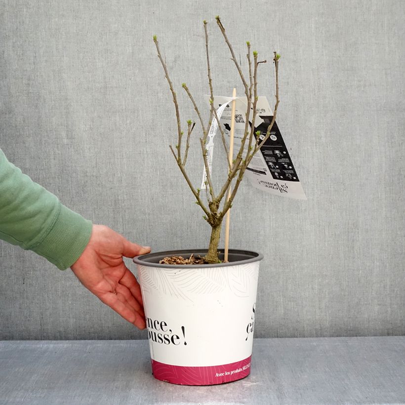 Spécimen de Hibiscus syriacus Sup'Blue - Althéa bleu Pot de 4L/5L tel que livré en hiver