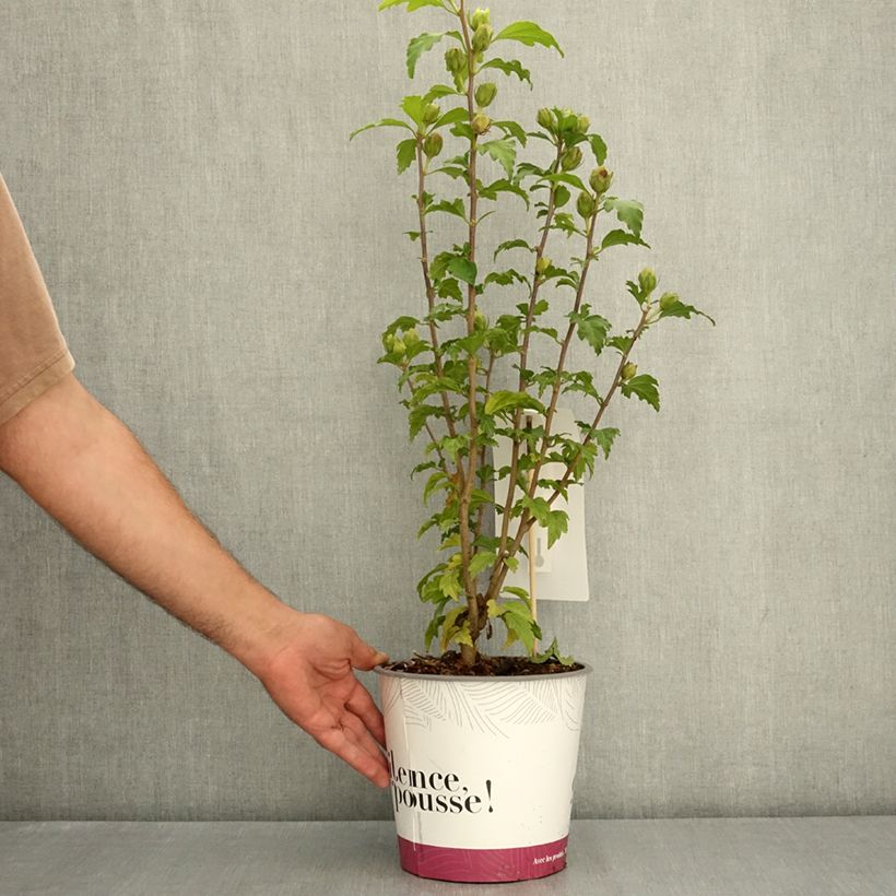Spécimen de Hibiscus syriacus Sup’Bridge - Althéa Pot de 4L/5L tel que livré en été