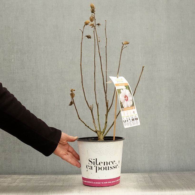 Spécimen de Hibiscus syriacus Sup'Heart - Althéa à grosses fleurs Pot de 3L/4L tel que livré en automne