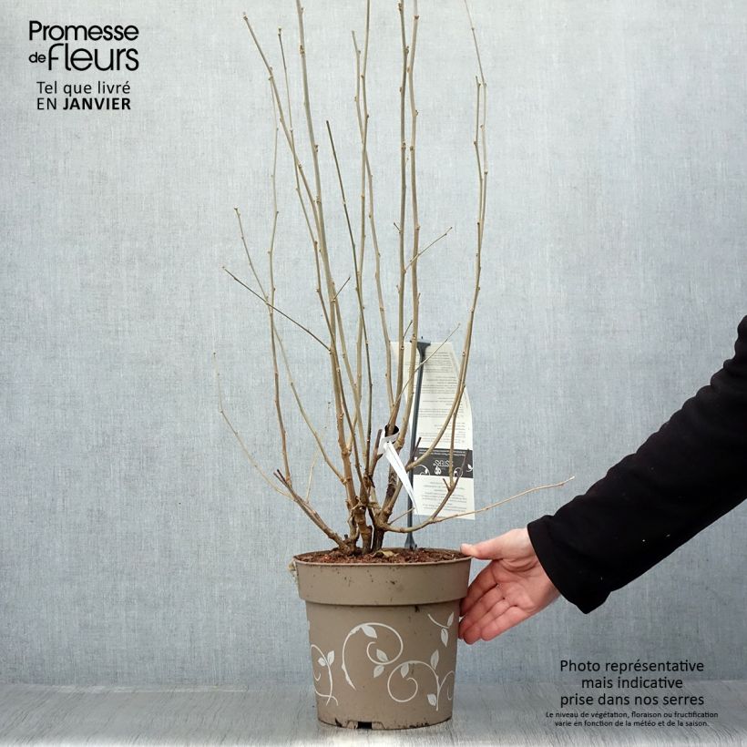 Spécimen de Hibiscus syriacus Three Sisters - Althéa  Pot de 6L/7L tel que livré en hiver