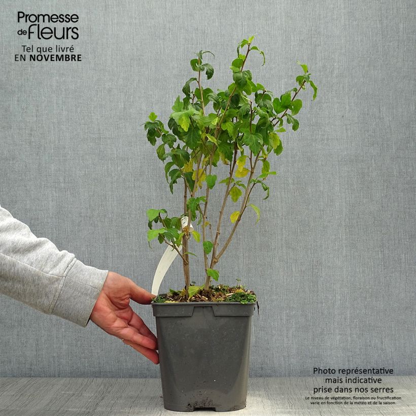 Spécimen de Hibiscus syriacus Ultramarine - Althéa bleu Pot de 3L/4L tel que livré en automne