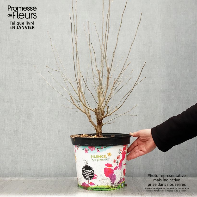 Spécimen de Hibiscus syriacus Ultramarine - Althéa bleu Pot de 7,5L/10L tel que livré en hiver