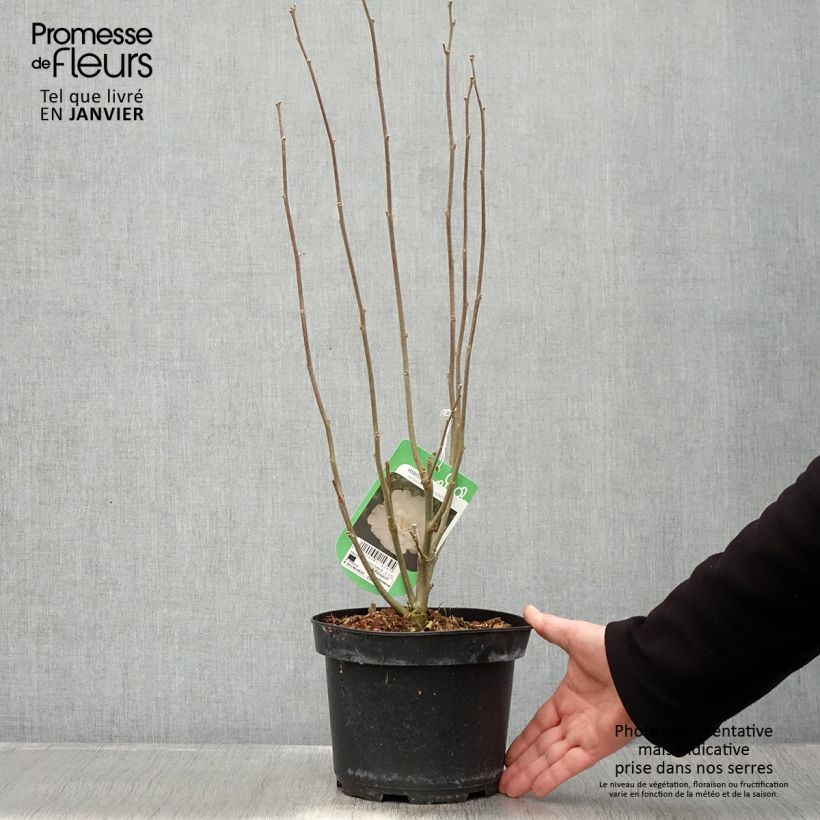 Spécimen de Hibiscus syriacus White Chiffon - Althéa blanc double Pot de 2L/3L tel que livré en hiver