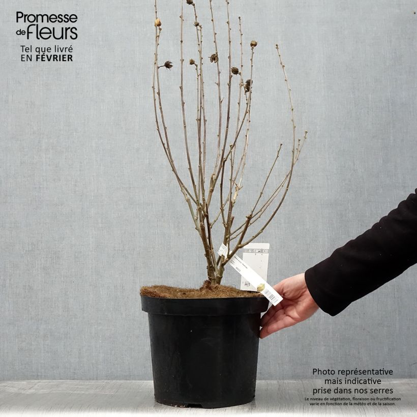 Spécimen de Hibiscus syriacus Woodbridge  Pot de 6L/7L tel que livré en hiver