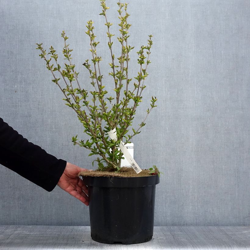 Hibiscus syriacus Woodbridge - Ibisco Vaso da 6L/7L esemplare consegnato in primavera