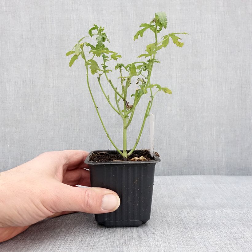 Spécimen de Hibiscus trionum - Ketmie d'Afrique, Fleur d'une heure Godet de 8/9 cm tel que livré en hiver