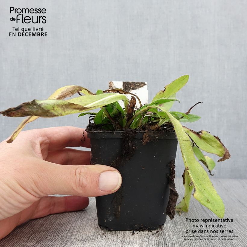 Spécimen de Hieracium aurantiacum - Epervière Godet de 8/9 cm tel que livré en automne