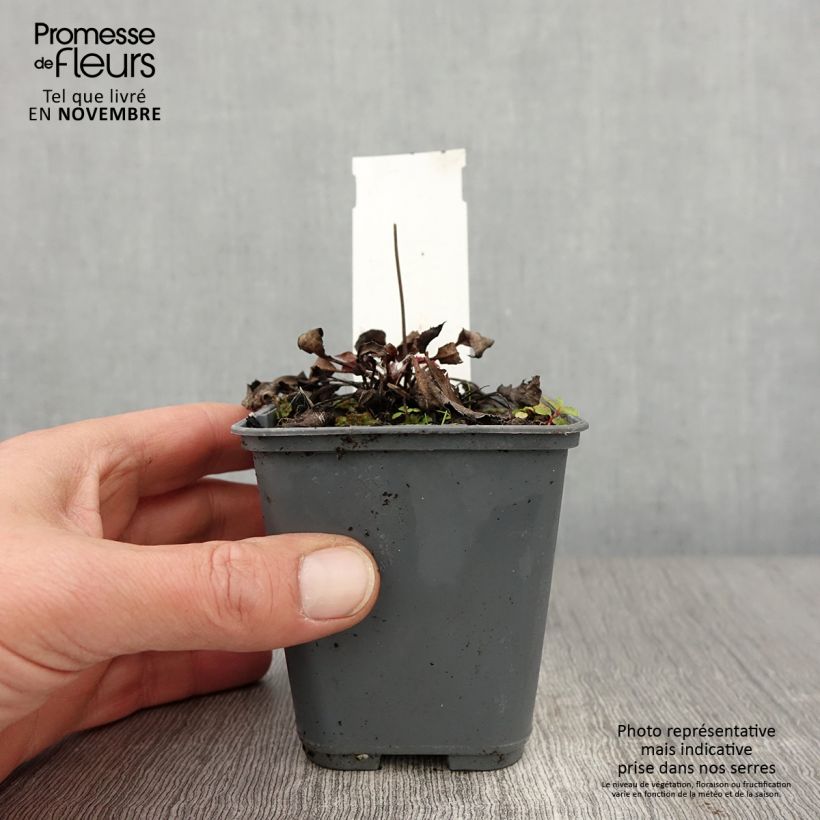 Spécimen de Hieracium maculatum - Epervière tachée Godet de 8/9 cm tel que livré en automne