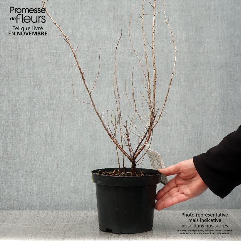 Spécimen de Hippophae rhamnoides - Argousier Pot de 2L/3L tel que livré en automne
