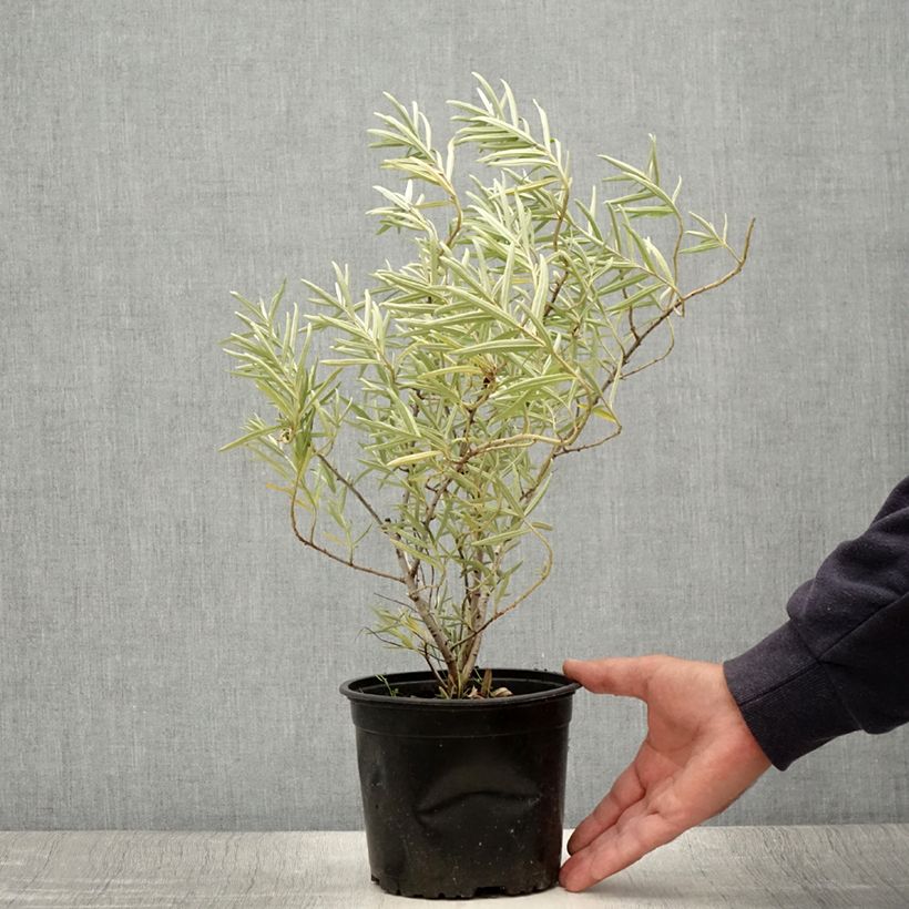 Spécimen de Hippophae rhamnoides - Argousier Pot de 2L/3L tel que livré en été