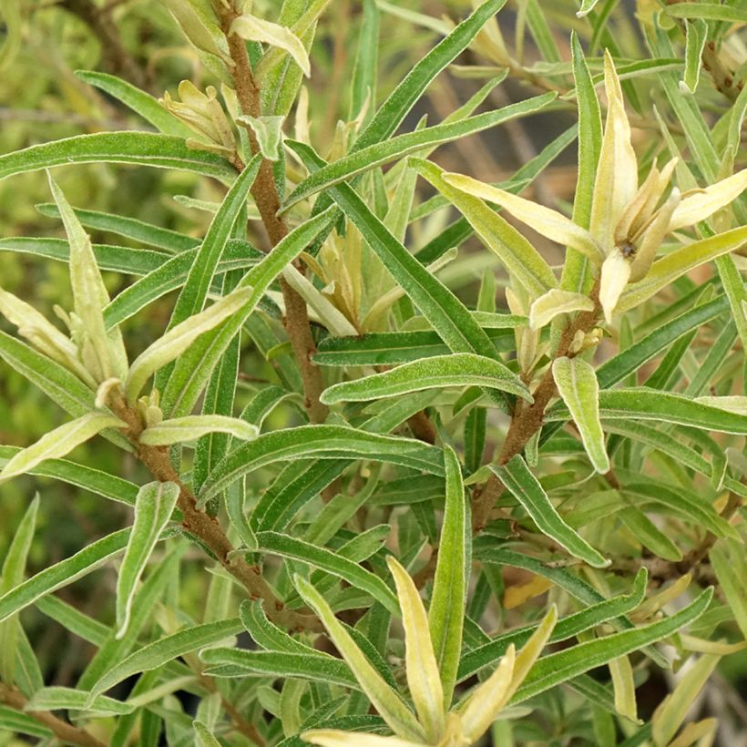 Hippophae rhamnoides Botanica - Argousier femelle (Feuillage)