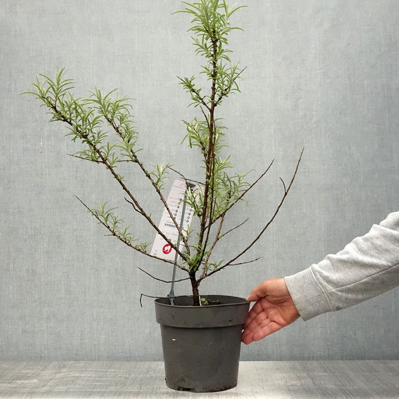 Spécimen de Hippophae rhamnoides Botanica - Argousier femelle Pot de 3L/4L tel que livré au printemps
