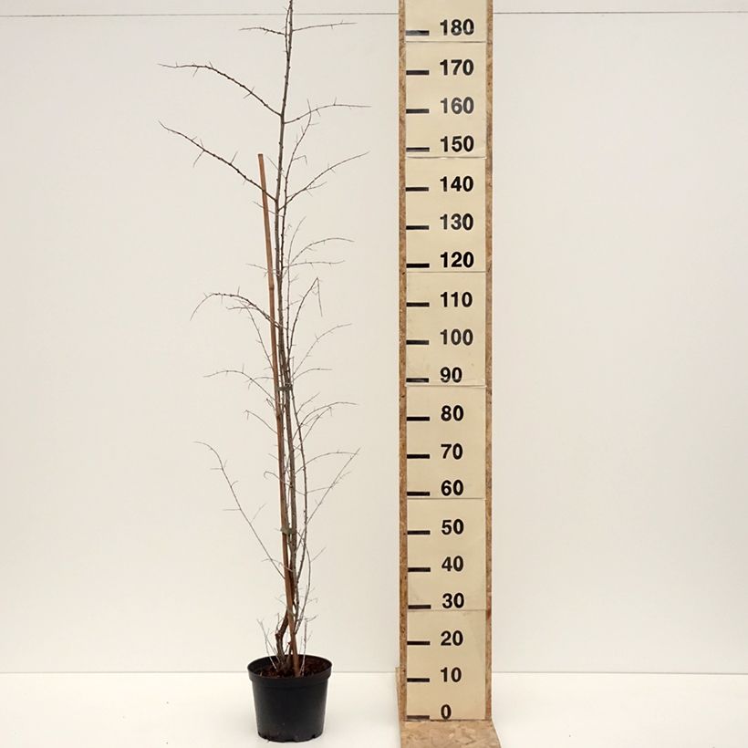 Spécimen de Hippophae rhamnoides Frugana - Argousier femelle Pot de 4L/5L, Touffe tel que livré en hiver