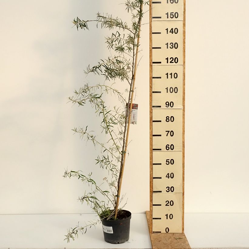 Spécimen de Hippophae rhamnoides Frugana - Argousier femelle Pot de 4L/5L, Touffe tel que livré en été