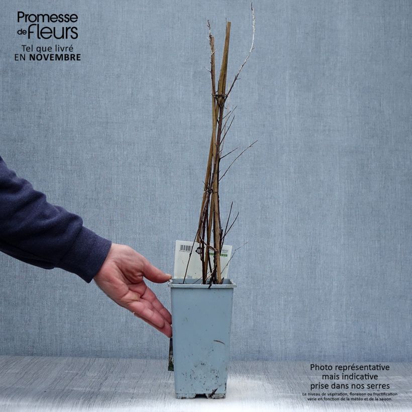 Spécimen de Hippophae rhamnoides Leikora - Argousier femelle Pot de 1,5L/2L tel que livré en automne