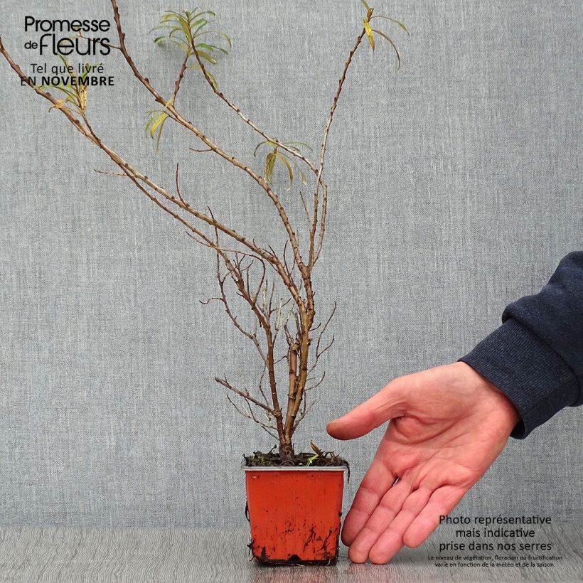 Spécimen de Hippophae rhamnoides Leikora - Argousier femelle Godet de 8/9 cm tel que livré en automne