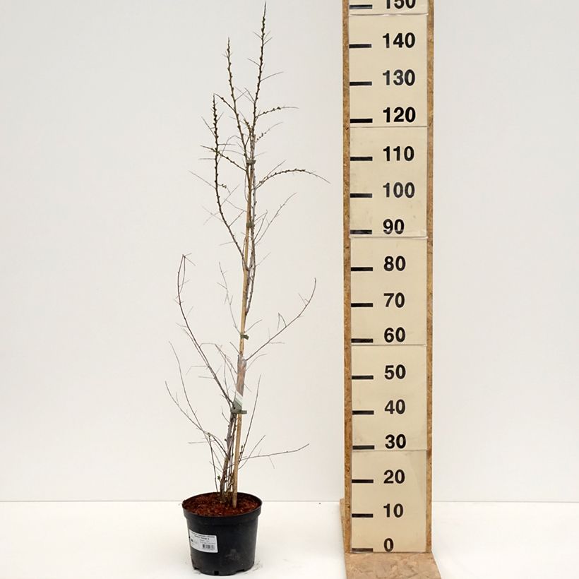 Hippophae rhamnoides Orange Energy Hagebo 3L/4L pot sample as delivered in spring