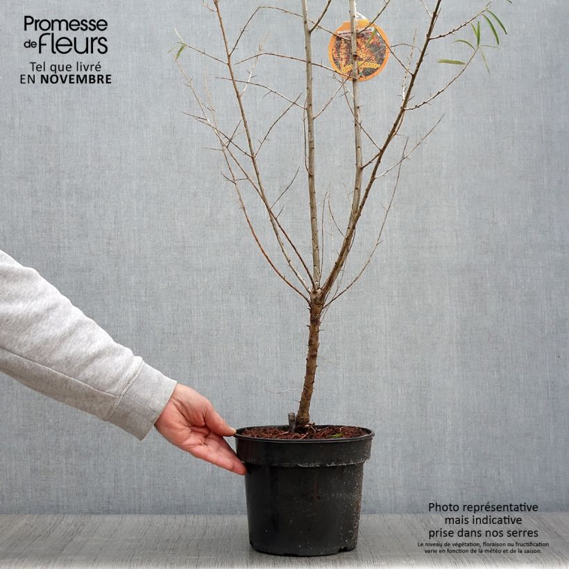 Spécimen de Hippophae rhamnoides Orange Energy - Argousier  Pot de 3L/4L tel que livré en automne