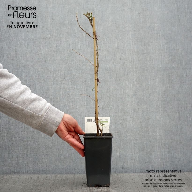 Spécimen de Hippophae rhamnoides Pollmix - Argousier Pot de 1,5L/2L tel que livré en automne