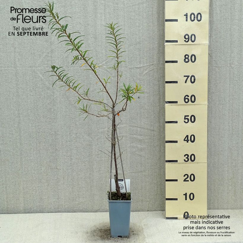 Spécimen de Hippophae rhamnoides Pollmix - Argousier Pot de 1,5L/2L tel que livré en été