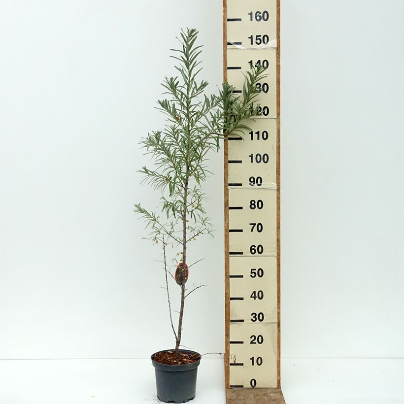 Spécimen de Hippophae rhamnoides Sirola - Argousier femelle Pot de 4L/5L, Touffe tel que livré en été