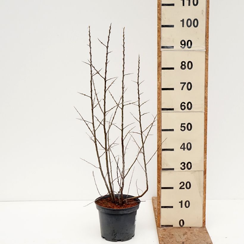 Spécimen de Hippophae rhamnoides Sirola - Argousier femelle Pot de 4L/5L, Touffe tel que livré en hiver