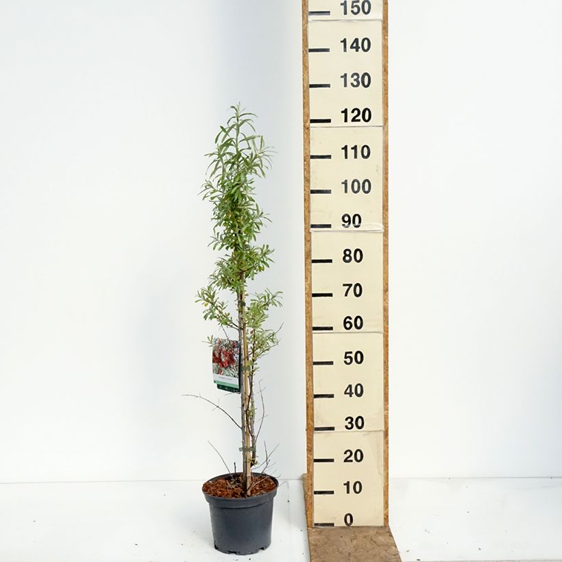 Spécimen de Hippophae rhamnoides Sirola - Argousier femelle Pot de 4L/5L, Touffe tel que livré au printemps