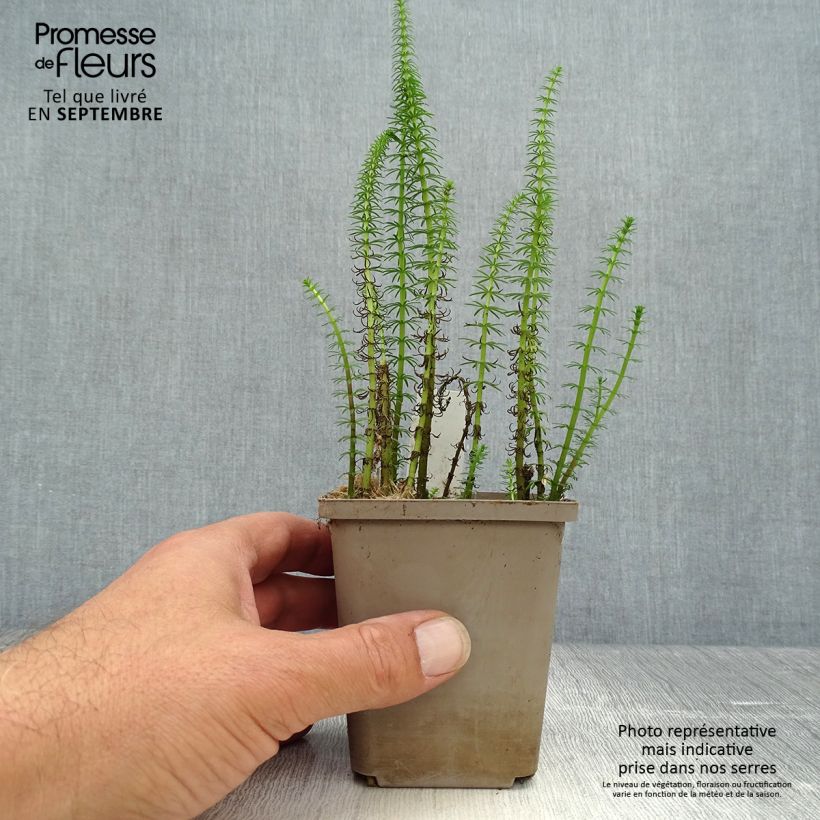 Spécimen de Hippuris vulgaris - Pesse d'eau  Godet de 8/9 cm tel que livré en automne