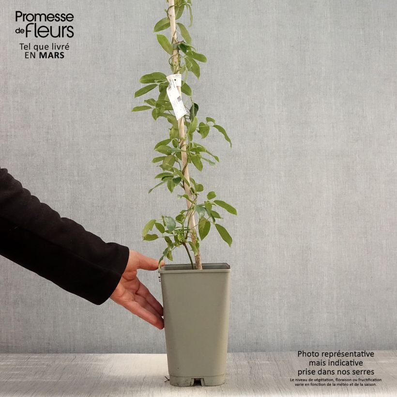 Spécimen de Holboellia coriacea - Vigne bleue de Chine Pot de 2L/3L tel que livré au printemps