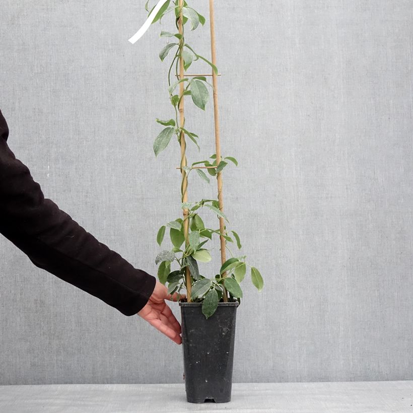 Spécimen de Holboellia traversii Pot de 3L/4L tel que livré en hiver