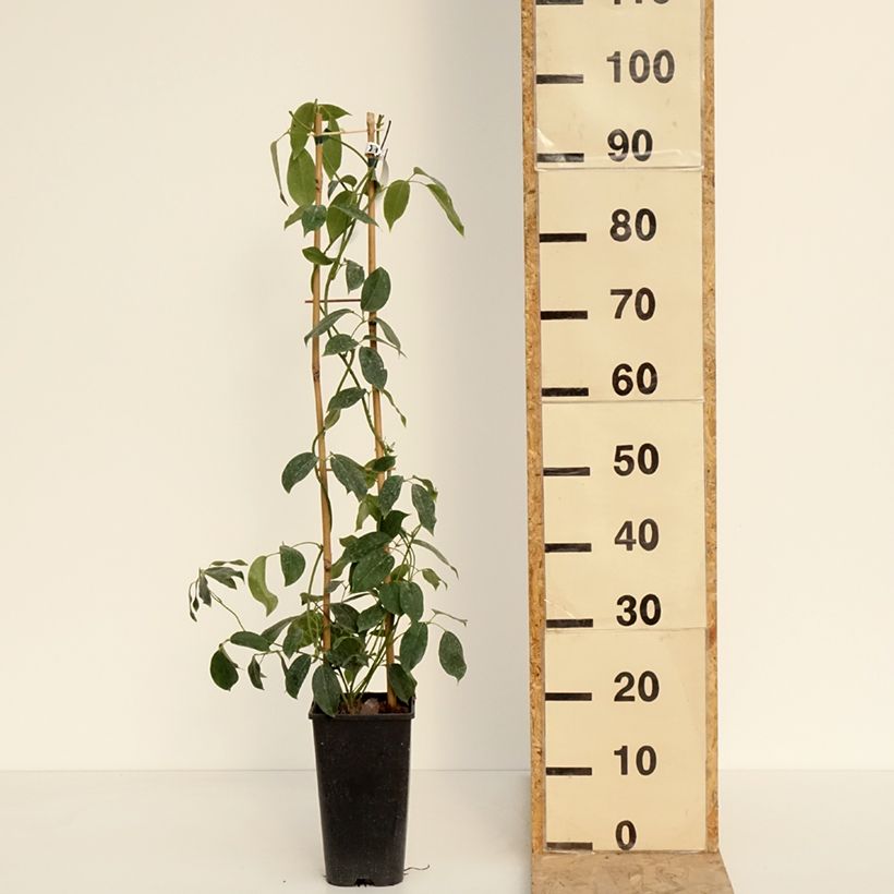 Spécimen de Holboellia traversii Pot de 3L/4L tel que livré au printemps