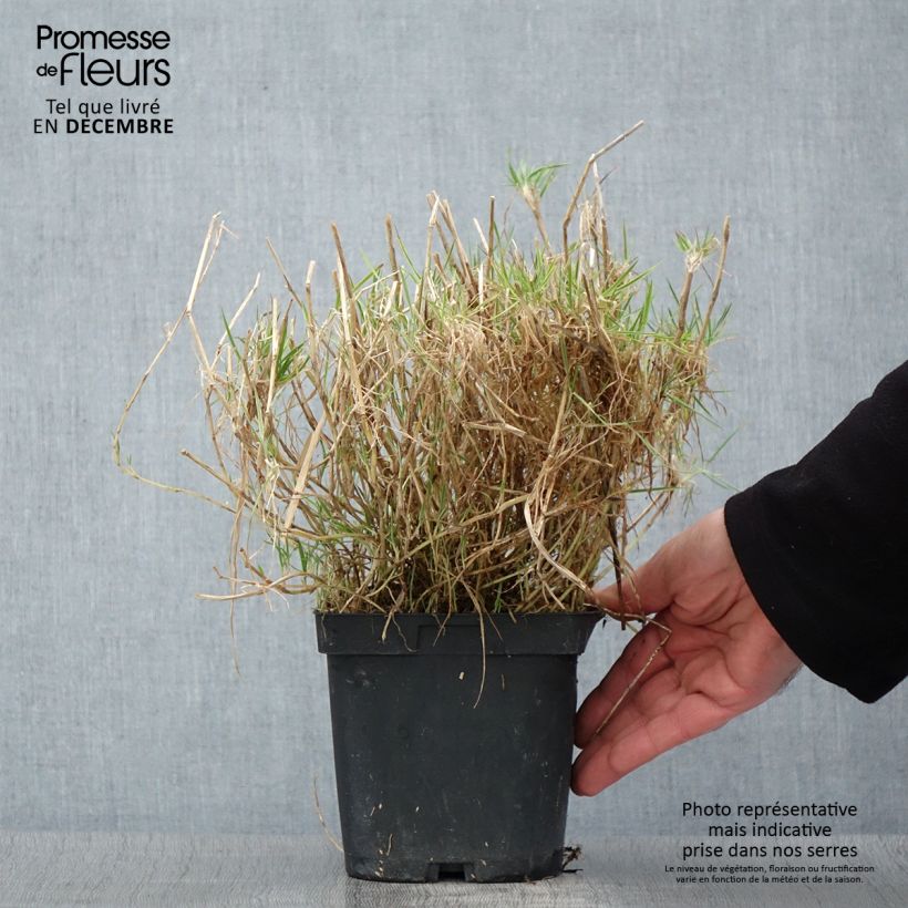 Spécimen de Holcus mollis Albovariegatus Pot de 2L/3L tel que livré en automne