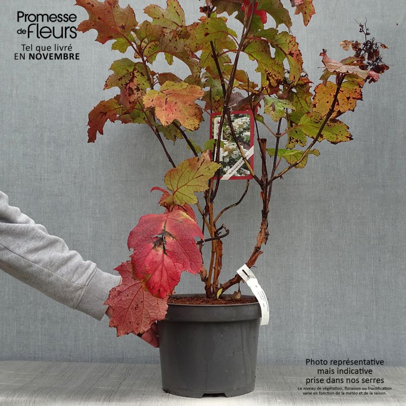 Spécimen de Hydrangea quercifolia - Hortensia à feuilles de chêne Pot de 7,5L/10L tel que livré en automne