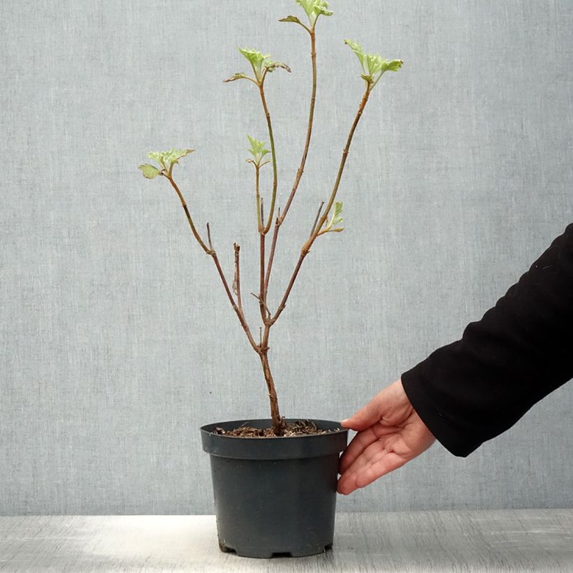 Spécimen de Hydrangea quercifolia Sike's Dwarf - Hortensia à feuilles de chêne Pot de 2L/3L tel que livré au printemps