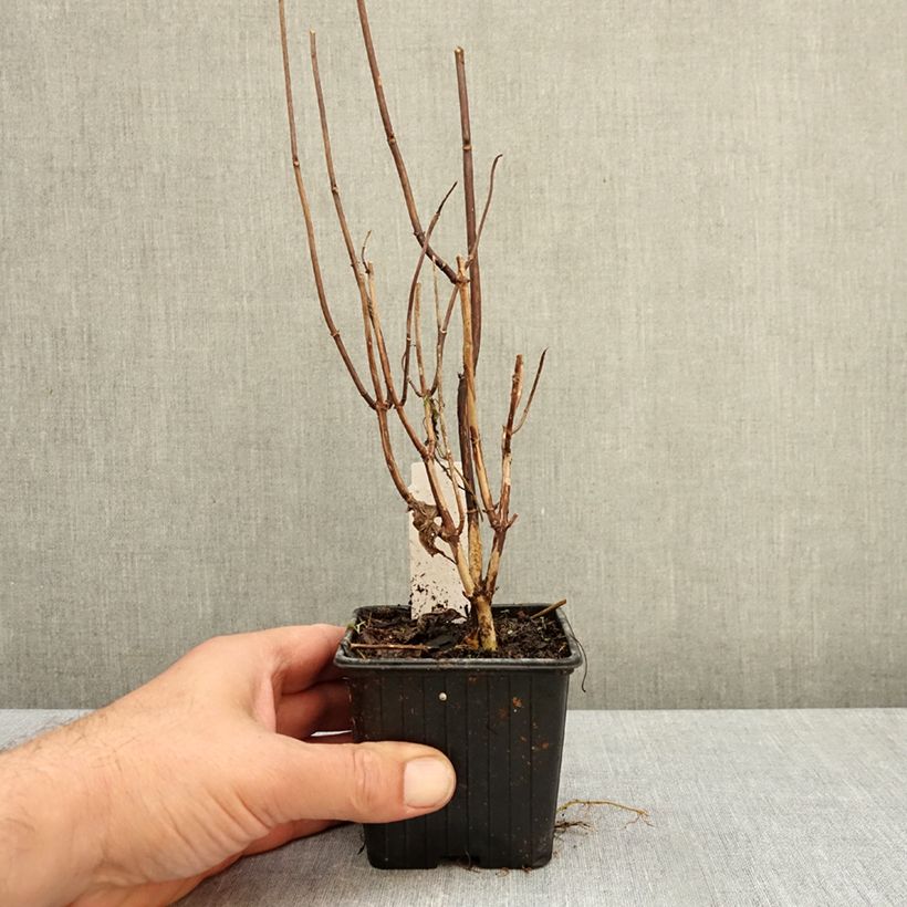 Spécimen de Hortensia arborescens Candybelle Marshmallow Godet de 8/9 cm tel que livré en automne