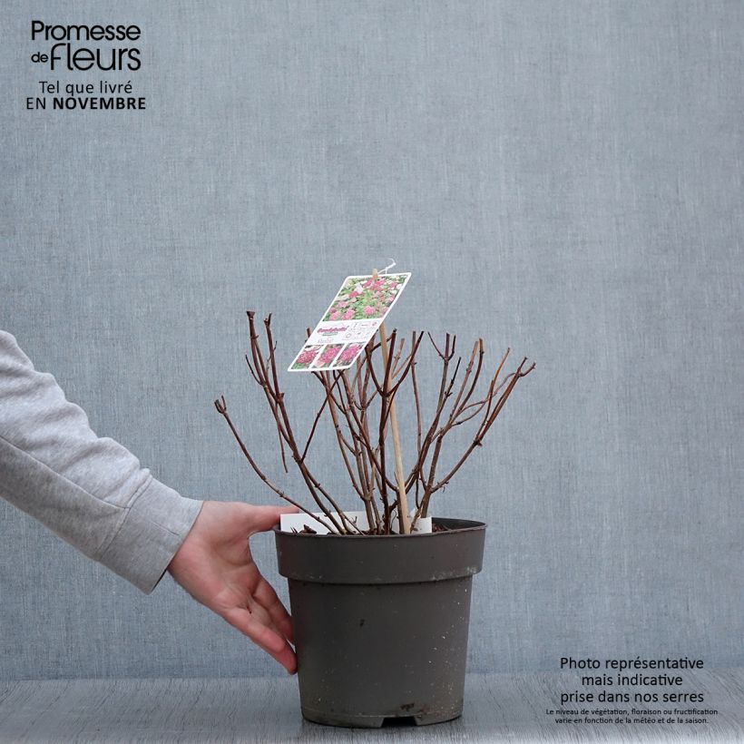 Spécimen de Hortensia arborescens Candybelle Sorbet Pot de 4L/5L tel que livré en automne