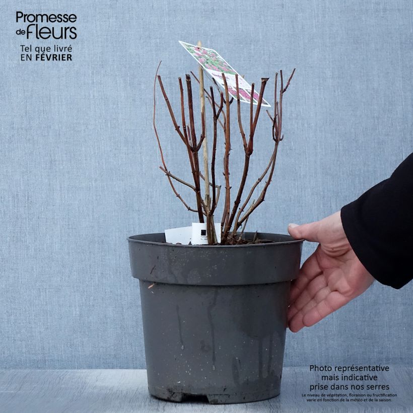 Spécimen de Hortensia arborescens Candybelle Sorbet Pot de 4L/5L tel que livré en hiver