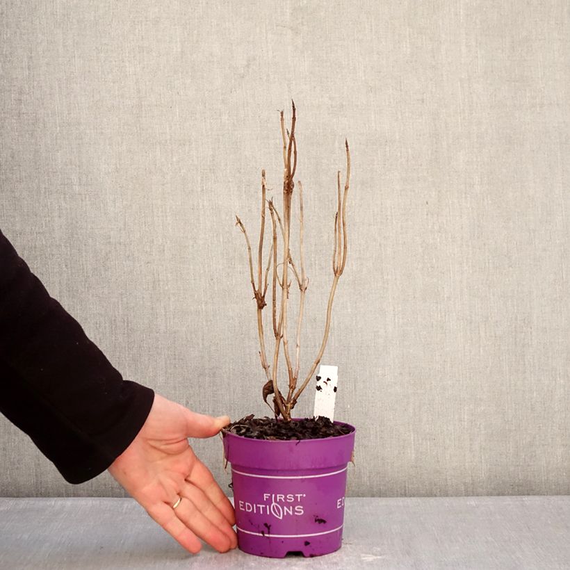 Spécimen de Hortensia arborescens FlowerWOW Pot de 1L/1,5L tel que livré en hiver