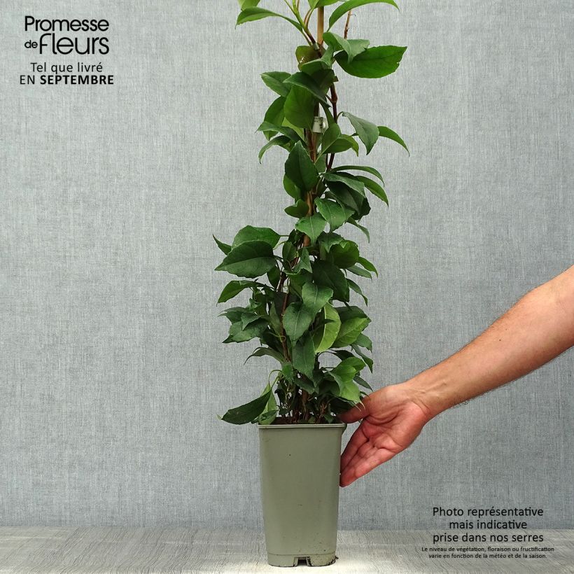 Spécimen de Hortensia grimpant - Hydrangea seemanii Pot de 2L/3L tel que livré en automne