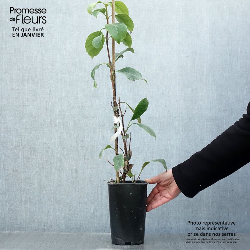 Spécimen de Hortensia grimpant - Hydrangea seemanii Pot de 2L/3L tel que livré en hiver