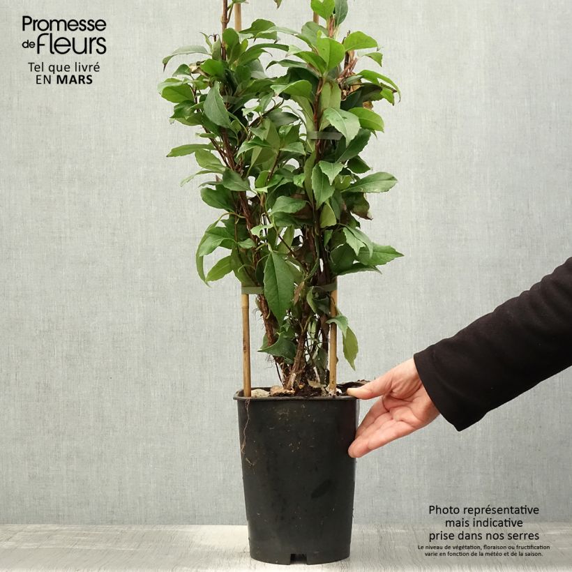 Spécimen de Hortensia grimpant - Hydrangea seemanii Pot de 6L/7L, Tipi 3 tuteurs tel que livré au printemps