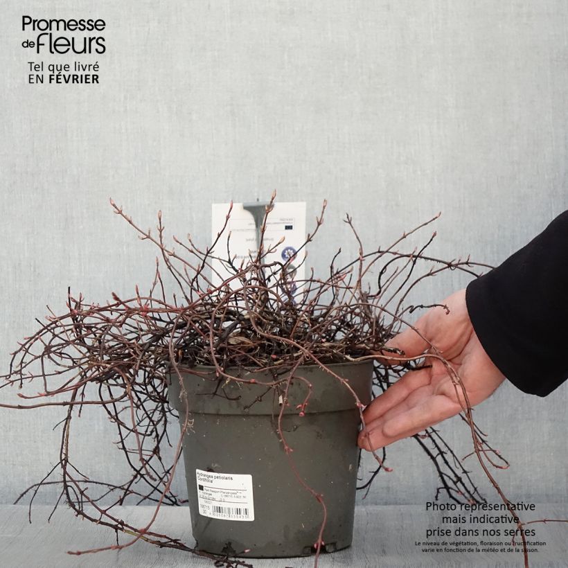 Spécimen de Hortensia grimpant - Hydrangea petiolaris Cordifolia Pot de 3L/4L tel que livré en hiver