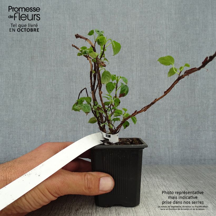 Spécimen de Hortensia grimpant - Hydrangea petiolaris Godet de 8/9 cm tel que livré en automne