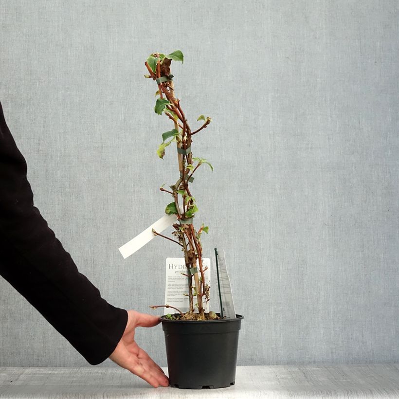 Spécimen de Hortensia grimpant - Hydrangea petiolaris Miranda Pot de 2L/3L tel que livré en automne