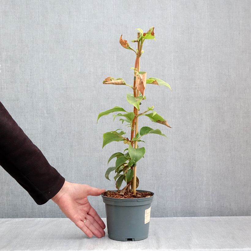 Spécimen de Hortensia grimpant - Hydrangea Semiola Pot de 2L/3L tel que livré en automne