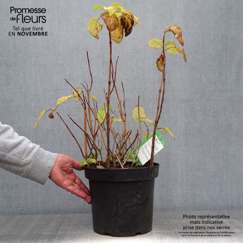 Spécimen de Hortensia arborescens Annabelle Pot de 7,5L/10L tel que livré en automne
