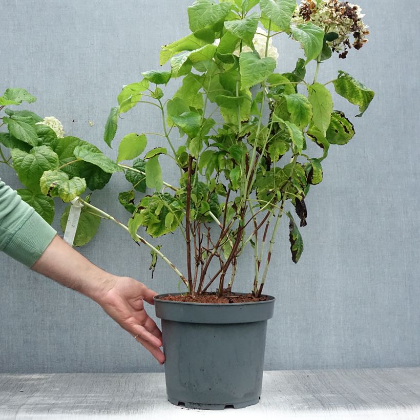 Spécimen de Hortensia arborescens Annabelle Pot de 6L/7L tel que livré en été